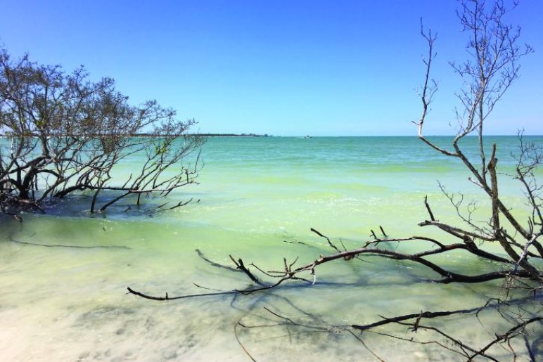 Honeymoon Island State Park