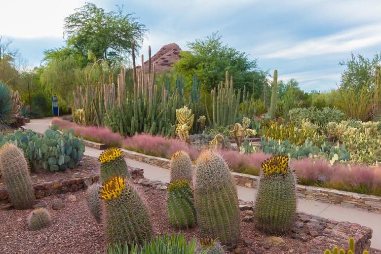 Explore the Desert Botanical Garden