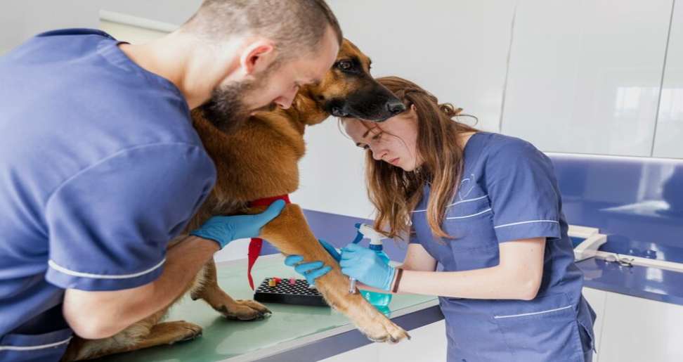 Emergency Vet Clinics