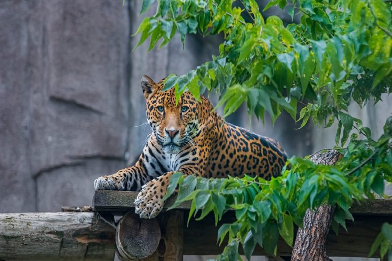 Discover The Milwaukee County Zoo