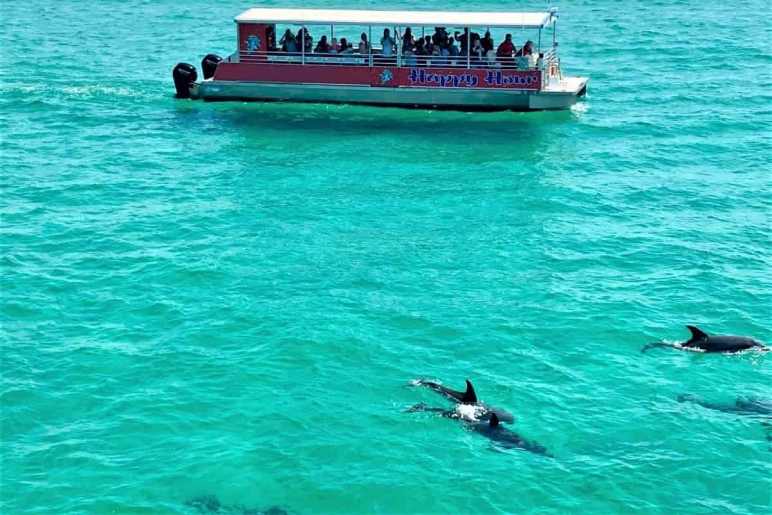 Take A Dolphin Cruise